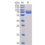 SDS-PAGE - Recombinant Human CD80 Protein (Fc Tag) (A318255) - Antibodies.com