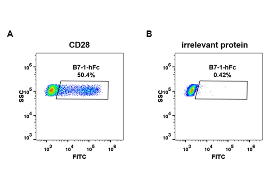 Flow Cytometry - Recombinant Human CD80 Protein (Fc Tag) (A318255) - Antibodies.com