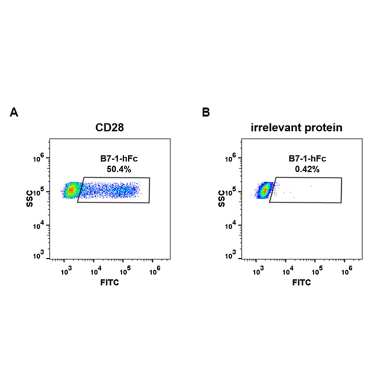 Flow Cytometry - Recombinant Human CD80 Protein (Fc Tag) (A318255) - Antibodies.com
