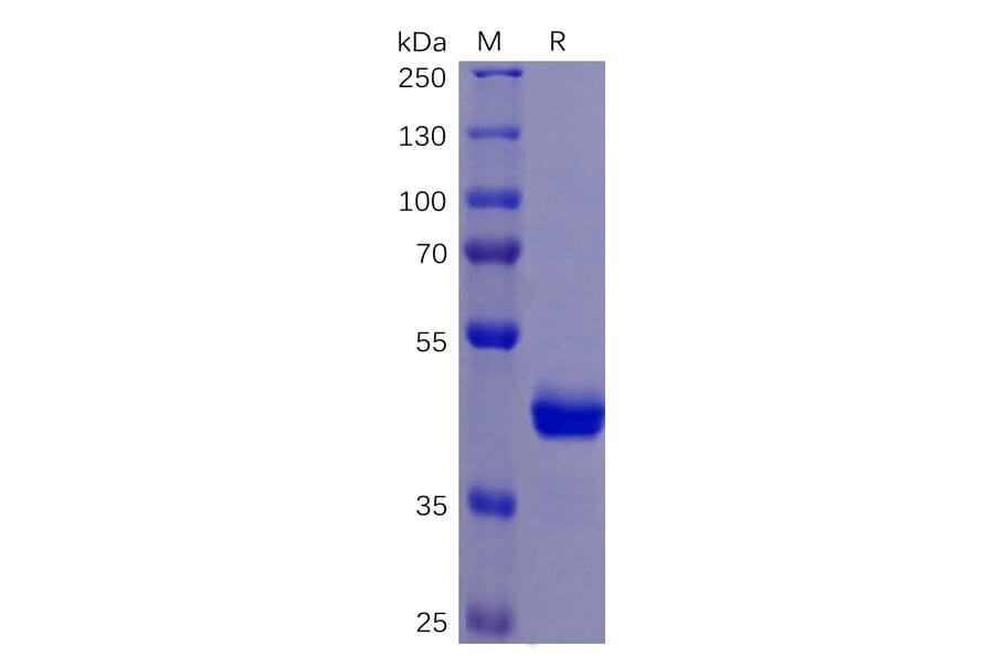 SDS-PAGE - Recombinant Human DR5 Protein (Fc Tag) (A318261) - Antibodies.com