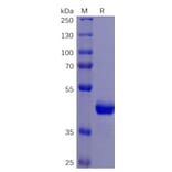 SDS-PAGE - Recombinant Human DR5 Protein (Fc Tag) (A318261) - Antibodies.com