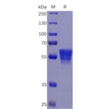 SDS-PAGE - Recombinant Human CD7 Protein (Fc Tag) (A318262) - Antibodies.com