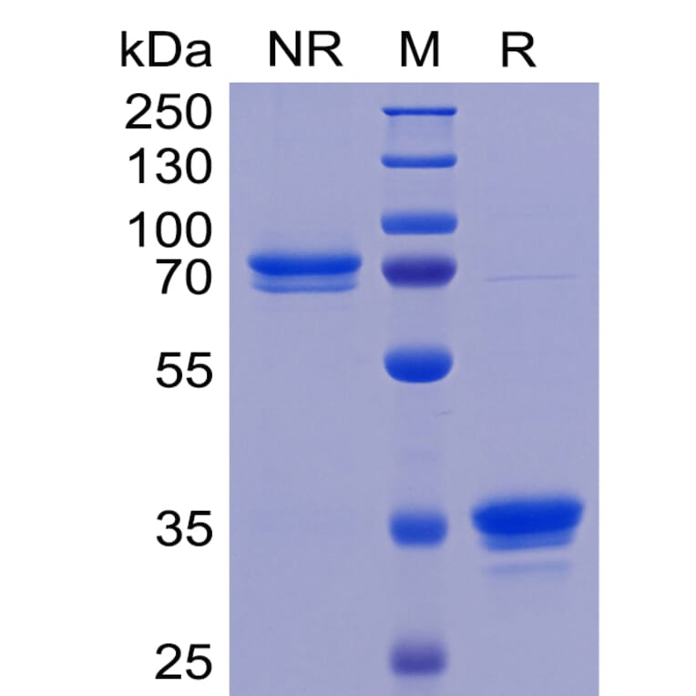 SDS-PAGE - Recombinant Human TWEAKR/FN14 Protein (Fc Tag) (A318263) - Antibodies.com