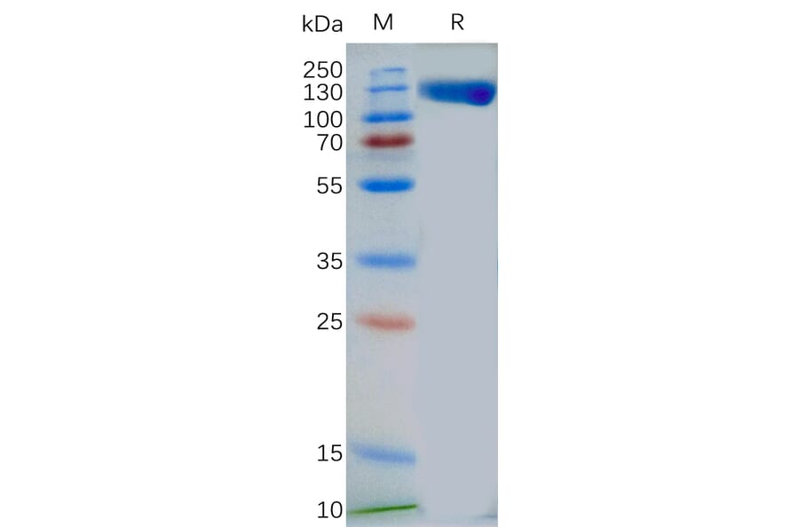 SDS-PAGE - Recombinant Human TLR3 Protein (Fc Tag) (A318269) - Antibodies.com