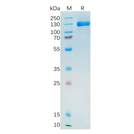 SDS-PAGE - Recombinant Human PSMA Protein (Fc Tag) (A318272) - Antibodies.com