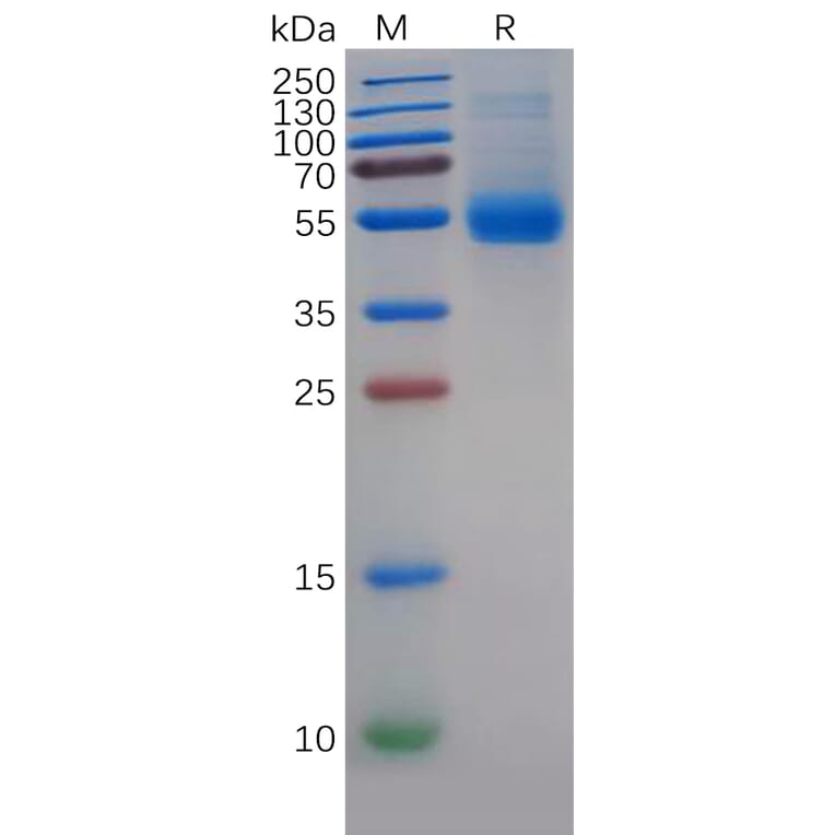 SDS-PAGE - Recombinant Human MIF Protein (Fc Tag) (A318274) - Antibodies.com