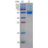 SDS-PAGE - Recombinant Human MIF Protein (Fc Tag) (A318274) - Antibodies.com