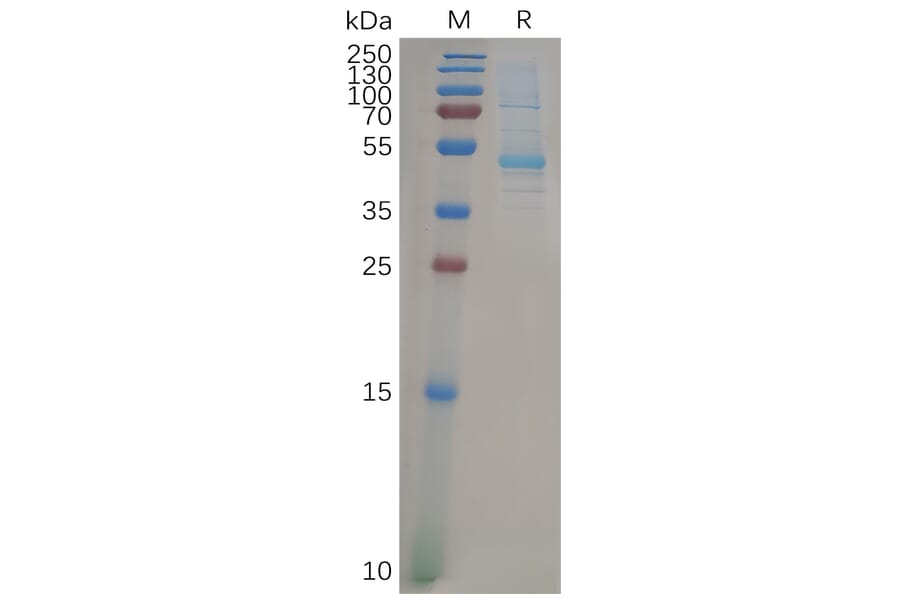 SDS-PAGE - Recombinant Human KRAS Protein (Fc Tag) (A318276) - Antibodies.com