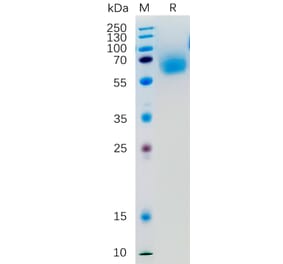 SDS-PAGE - Recombinant Human KLRG1 Protein (Fc Tag) (A318277) - Antibodies.com