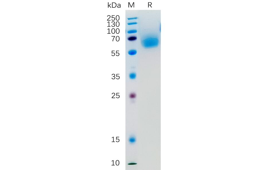 SDS-PAGE - Recombinant Human KLRG1 Protein (Fc Tag) (A318277) - Antibodies.com