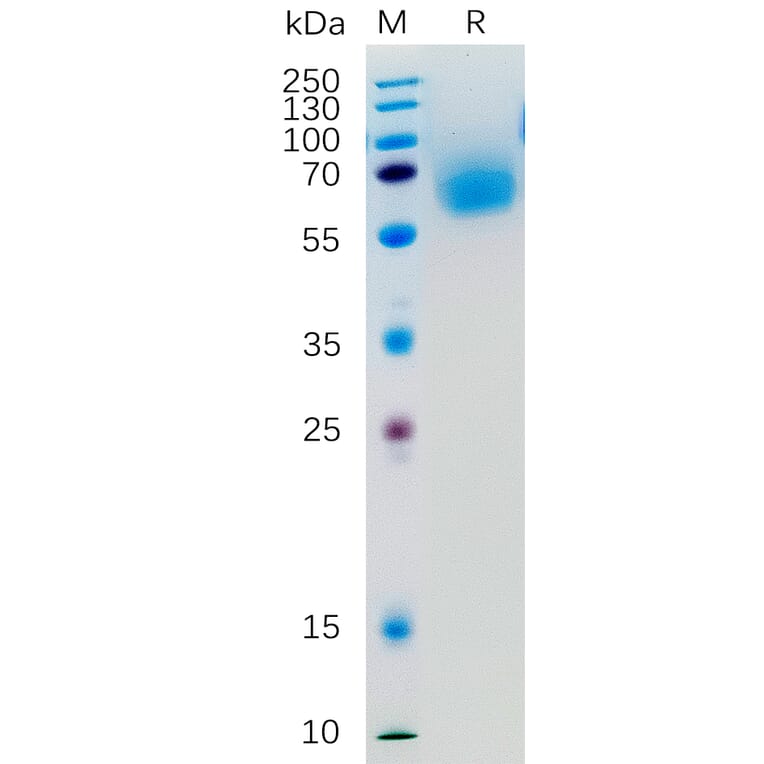 SDS-PAGE - Recombinant Human KLRG1 Protein (Fc Tag) (A318277) - Antibodies.com