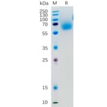 SDS-PAGE - Recombinant Human KLRG1 Protein (Fc Tag) (A318277) - Antibodies.com