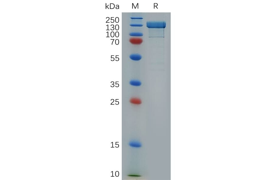SDS-PAGE - Recombinant Human Integrin beta 1 Protein (Fc Tag) (A318279) - Antibodies.com