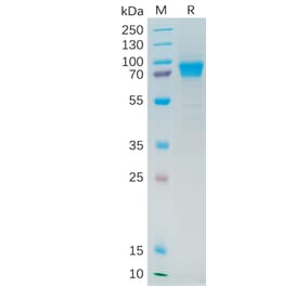 SDS-PAGE - Recombinant Human IL-21R Protein (Fc Tag) (A318280) - Antibodies.com
