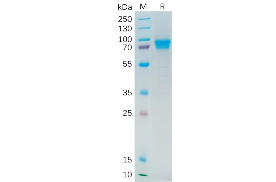 SDS-PAGE - Recombinant Human IL-21R Protein (Fc Tag) (A318280) - Antibodies.com