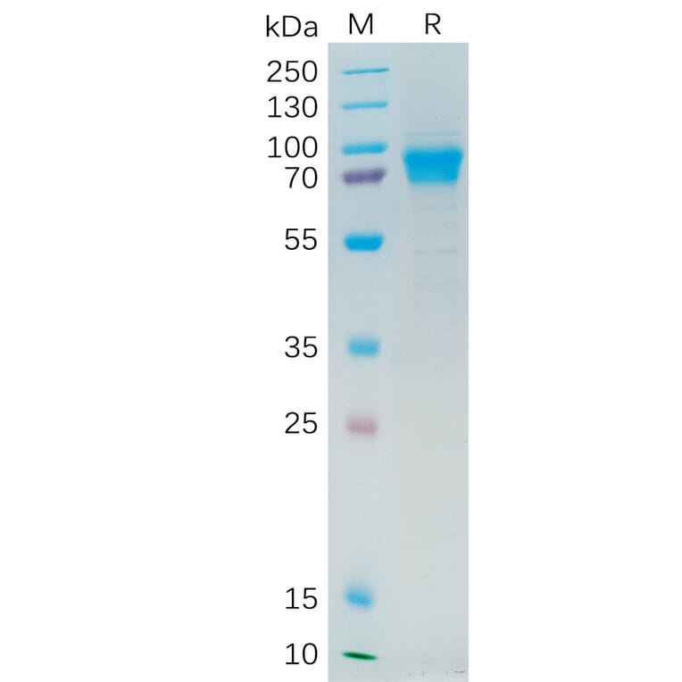 SDS-PAGE - Recombinant Human IL-21R Protein (Fc Tag) (A318280) - Antibodies.com