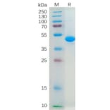 SDS-PAGE - Recombinant Human IL-2 Protein (Fc Tag) (A318281) - Antibodies.com