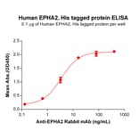 ELISA - Recombinant Human Eph Receptor A2 Protein (6×His Tag) (A318288) - Antibodies.com