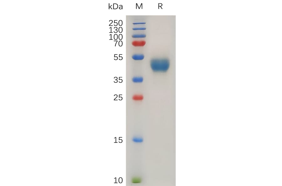 SDS-PAGE - Recombinant Human GPCR RDC1/CXCR-7 Protein (Fc Tag) (A318290) - Antibodies.com