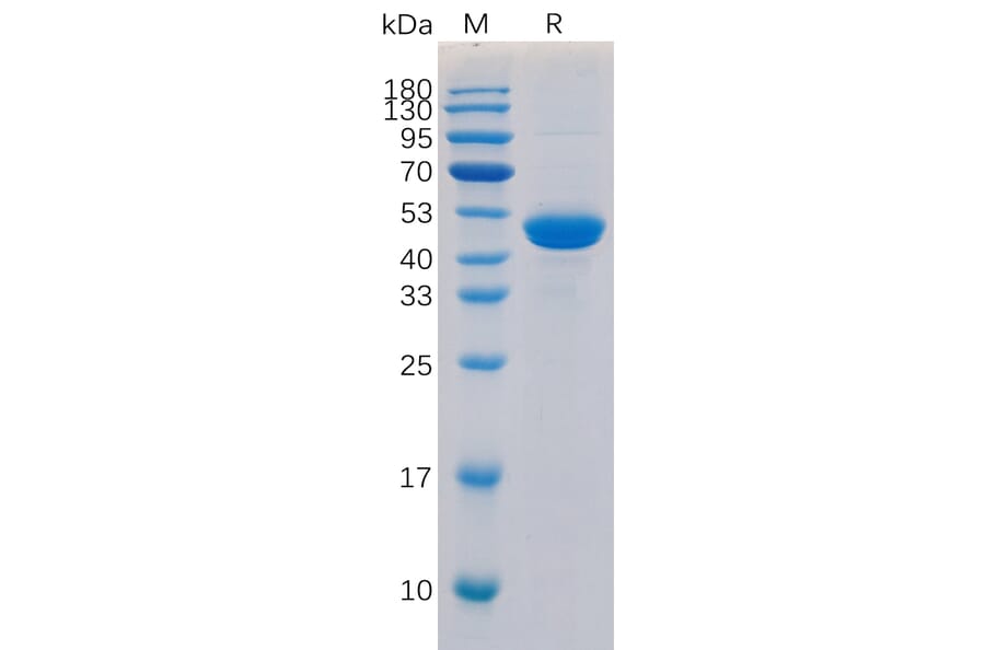 SDS-PAGE - Recombinant Human TRAP/CD40L Protein (Fc Tag) (A318295) - Antibodies.com