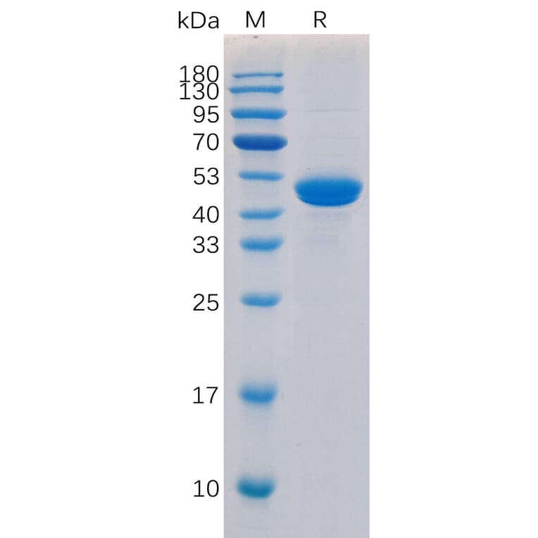 SDS-PAGE - Recombinant Human TRAP/CD40L Protein (Fc Tag) (A318295) - Antibodies.com