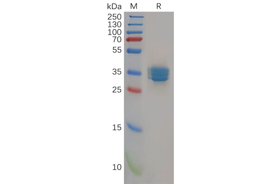 SDS-PAGE - Recombinant Human Cannabinoid Receptor II Protein (Fc Tag) (A318299) - Antibodies.com