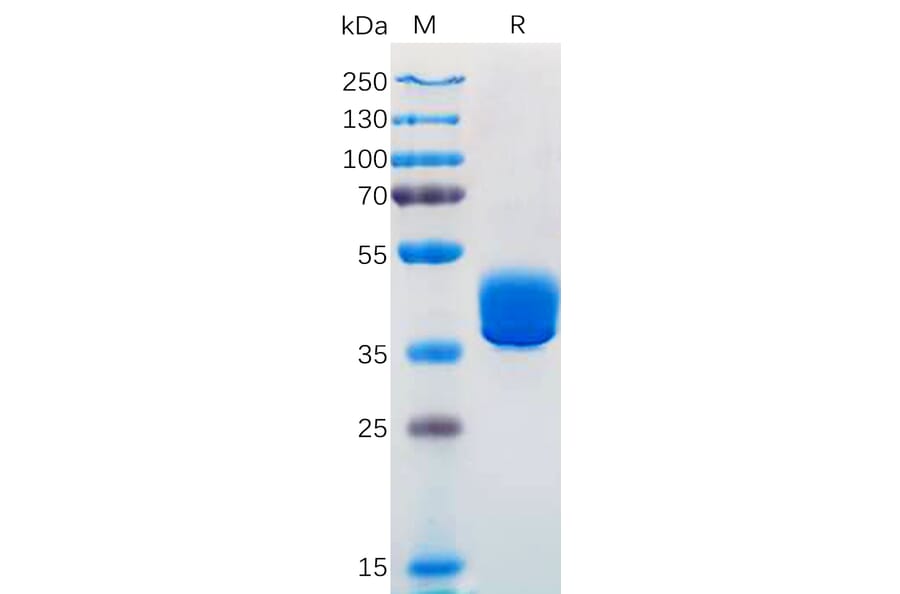 SDS-PAGE - Recombinant Human Adenosine Receptor A2a Protein (Fc Tag) (A318302) - Antibodies.com