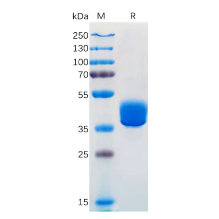 SDS-PAGE - Recombinant Human Adenosine Receptor A2a Protein (Fc Tag) (A318302) - Antibodies.com