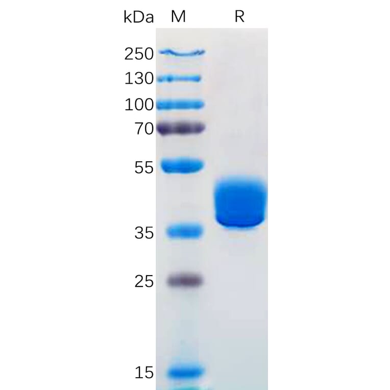SDS-PAGE - Recombinant Human Adenosine Receptor A2a Protein (Fc Tag) (A318302) - Antibodies.com