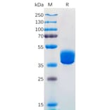 SDS-PAGE - Recombinant Human Adenosine Receptor A2a Protein (Fc Tag) (A318302) - Antibodies.com