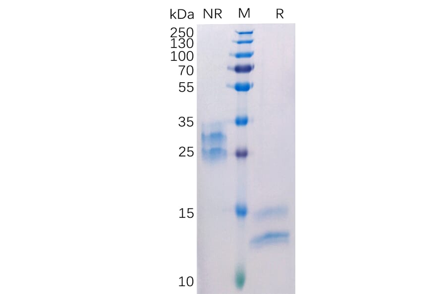 SDS-PAGE - Recombinant Human VEGFA Protein (6×His Tag) (A318308) - Antibodies.com