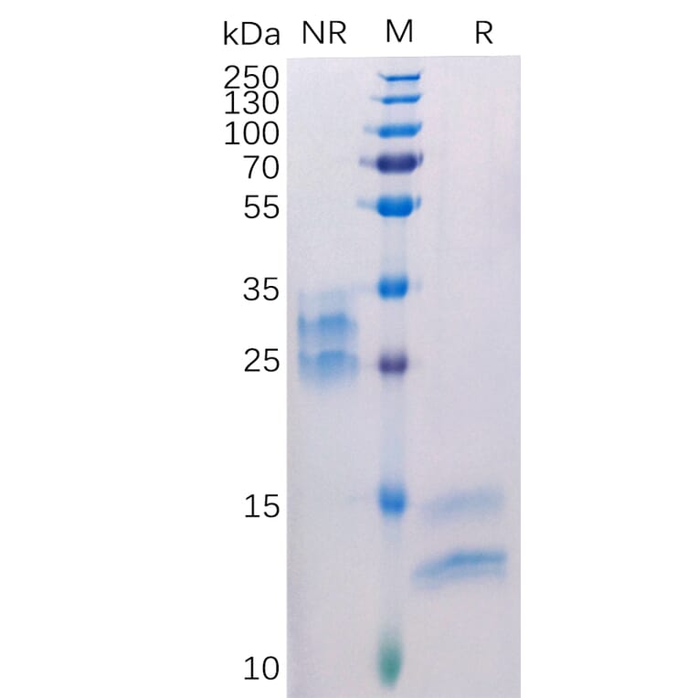 SDS-PAGE - Recombinant Human VEGFA Protein (6×His Tag) (A318308) - Antibodies.com