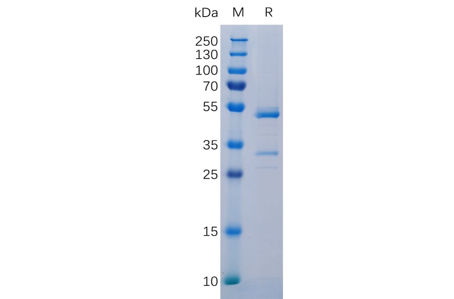 SDS-PAGE - Recombinant Human TWEAK Protein (Fc Tag) (A318313) - Antibodies.com