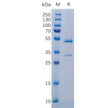 SDS-PAGE - Recombinant Human TWEAK Protein (Fc Tag) (A318313) - Antibodies.com