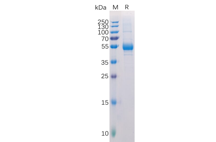 SDS-PAGE - Recombinant Human RANKL Protein (Fc Tag) (A318317) - Antibodies.com