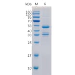 SDS-PAGE - Recombinant Human TACI Protein (Fc Tag) (A318323) - Antibodies.com