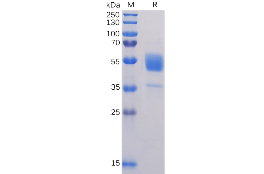 SDS-PAGE - Recombinant Human CD37 Protein (Fc Tag) (A318326) - Antibodies.com