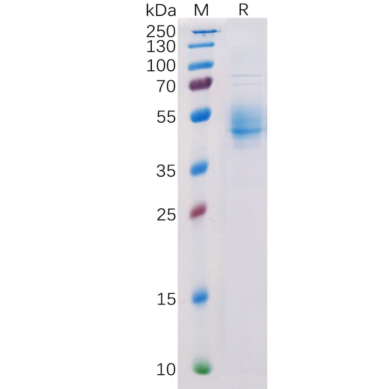 SDS-PAGE - Recombinant Human PVRIG/CD112R Protein (Fc Tag) (A318327) - Antibodies.com