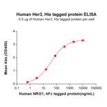 ELISA - Recombinant Human ErbB3/HER3 Protein (6×His Tag) (A318328) - Antibodies.com