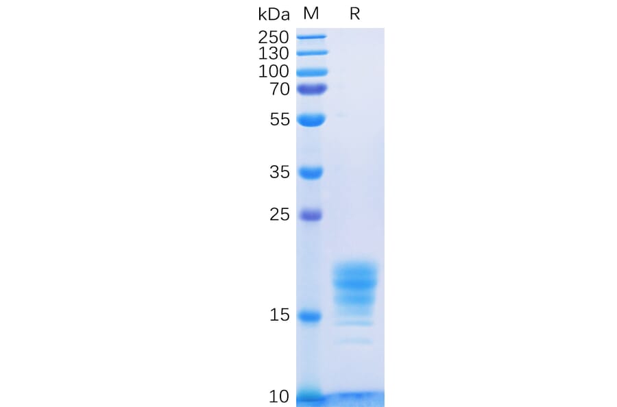 SDS-PAGE - Recombinant Human IL-5 Protein (6×His Tag) (A318331) - Antibodies.com