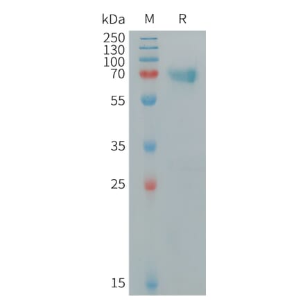 SDS-PAGE - Recombinant Human TNF Receptor II Protein (Fc Tag) (A318334) - Antibodies.com