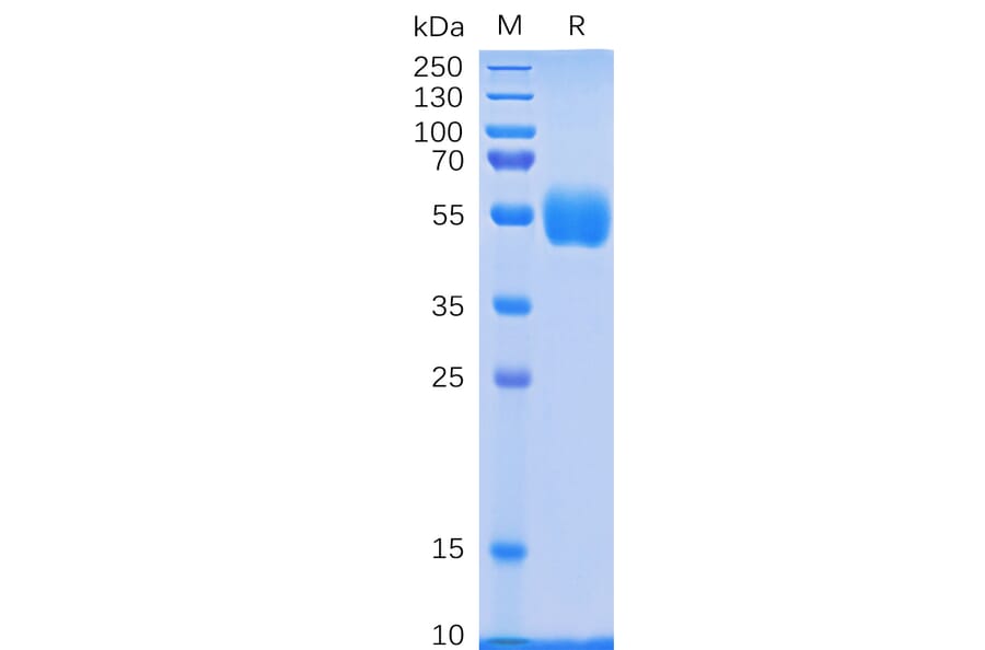 SDS-PAGE - Recombinant Human NKp30 Protein (Fc Tag) (A318335) - Antibodies.com