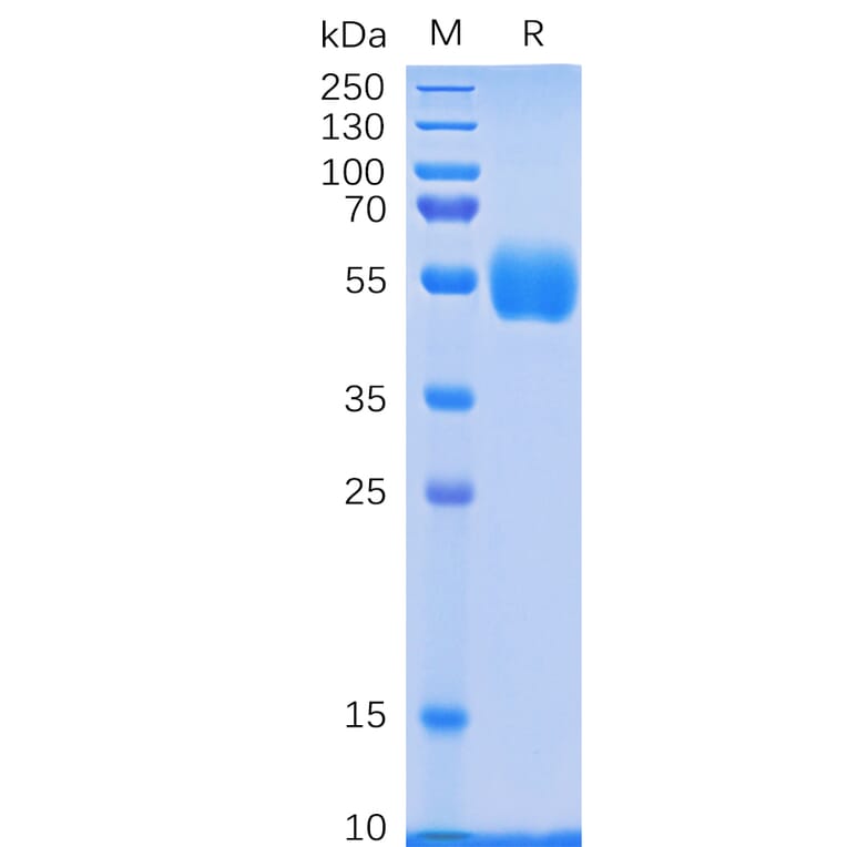 SDS-PAGE - Recombinant Human NKp30 Protein (Fc Tag) (A318335) - Antibodies.com