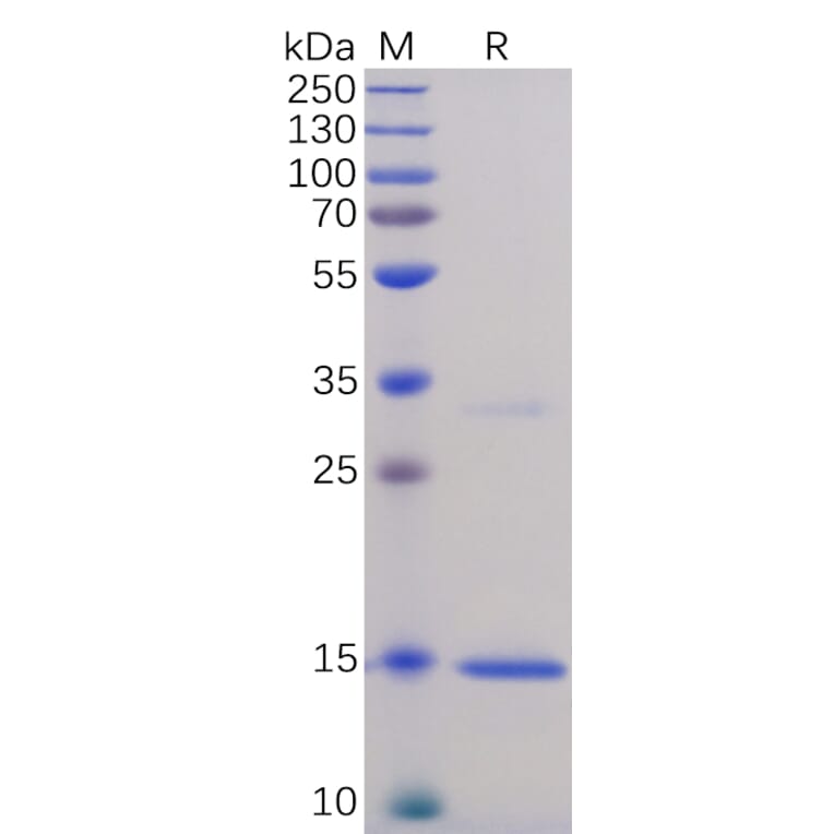 SDS-PAGE - Recombinant Human TNF alpha Protein (6×His Tag) (A318337) - Antibodies.com