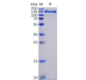 SDS-PAGE - Recombinant Human ACE2 Protein (Fc Tag) (A318340) - Antibodies.com