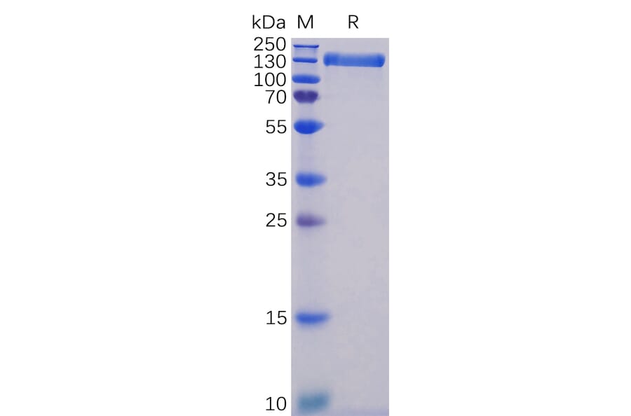 SDS-PAGE - Recombinant Human ACE2 Protein (Fc Tag) (A318340) - Antibodies.com