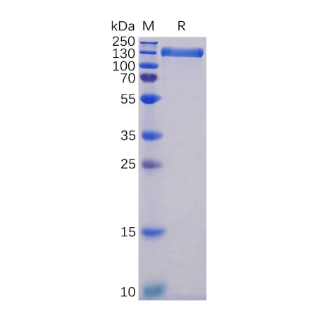 SDS-PAGE - Recombinant Human ACE2 Protein (Fc Tag) (A318340) - Antibodies.com