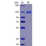 SDS-PAGE - Recombinant Human ACE2 Protein (Fc Tag) (A318341) - Antibodies.com