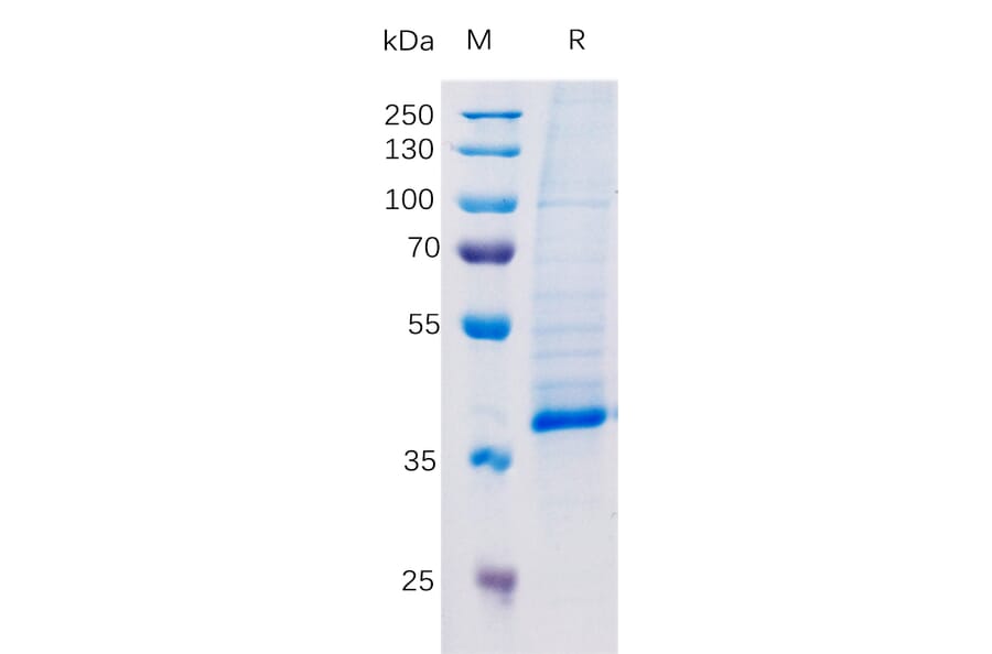SDS-PAGE - Recombinant Human TGF beta 1 Protein (Fc Tag) (A318348) - Antibodies.com