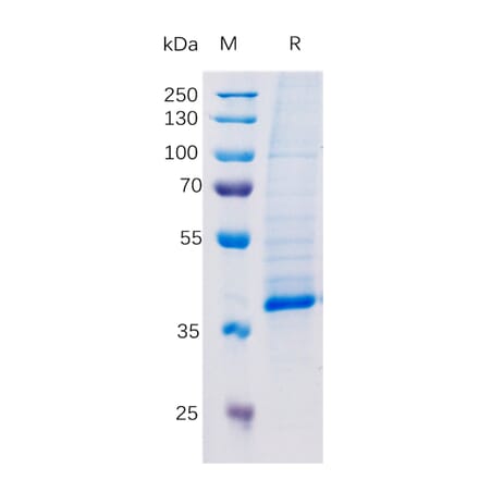 SDS-PAGE - Recombinant Human TGF beta 1 Protein (Fc Tag) (A318348) - Antibodies.com